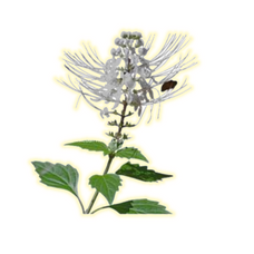 Tanaman Herbal