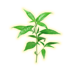 Tanaman Herbal