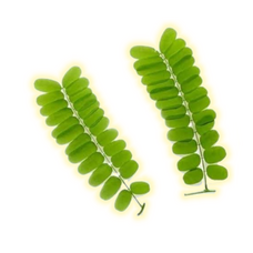 Tanaman Herbal